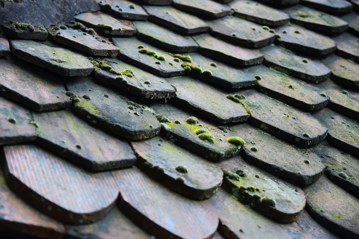 Toit recouvert de mousse sous la pluie et l'humidité