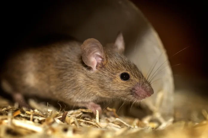 souris qui rentre dans une maison